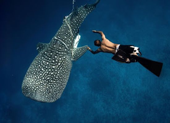 maldives/fuvahmulah-island/attraction/shark-island-dive-fuvahmulah