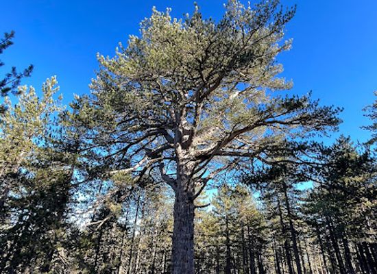 cyprus/kokkinochoria-red-soil-villages/attraction/500-years-old-pine