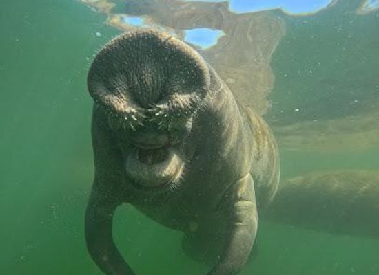 florida/homosassa-springs/attraction/plantation-adventure-center-and-manatee-tours