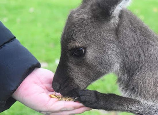 australia/north-east-south-australia/attraction/warrawong-wildlife-sanctuary