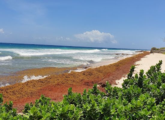 barbados/welchman-hall-gully/attraction/the-richard-haynes-boardwalk