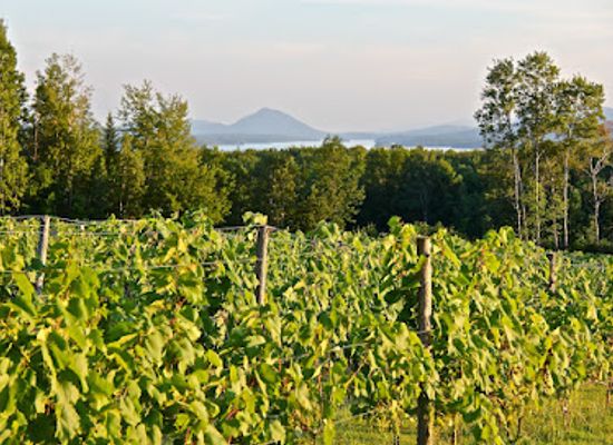canada/eastern-townships/attraction/au-vignoble-d-orford