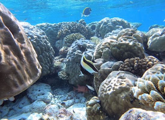 maldives/meemu-atoll/attraction/filitheyo-island-resort-house-reef