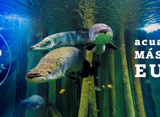 spain/aragon/attraction/aquarium-river-of-zaragoza