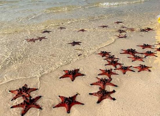 cambodia/kampot/attraction/starfish-beach