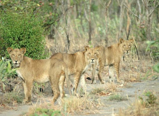cameroon/ngaoundere/attraction/parc-national-du-faro