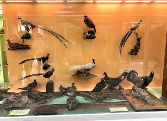 greece/attica/attraction/natural-history-museum-of-marousi-municipality