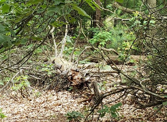 michigan/holland-state-park/attraction/kuker-van-til-nature-preserve