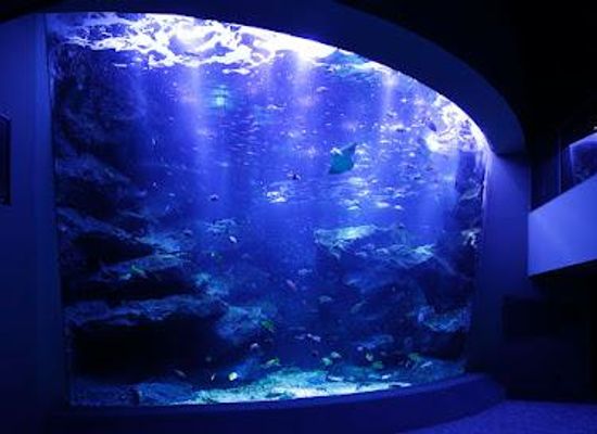 japan/musashi/attraction/sumida-aquarium