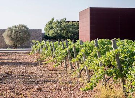 spain/balearic-islands/attraction/celler-tianna-negre