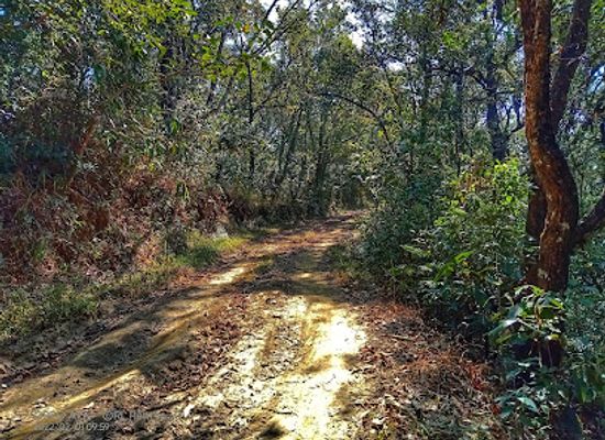 india/mizoram/attraction/orchid-sanctuary