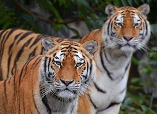 spain/madrid/attraction/zoo-aquarium-de-madrid