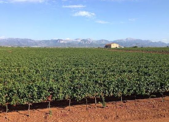 spain/palma-de-mallorca/attraction/celler-macia-batle