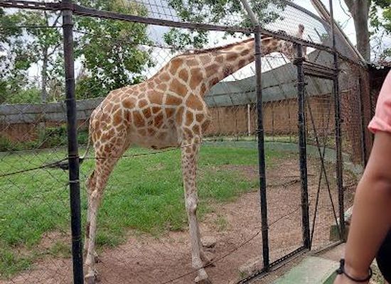 nigeria/ibadan/attraction/university-of-ibadan-zoological-garden