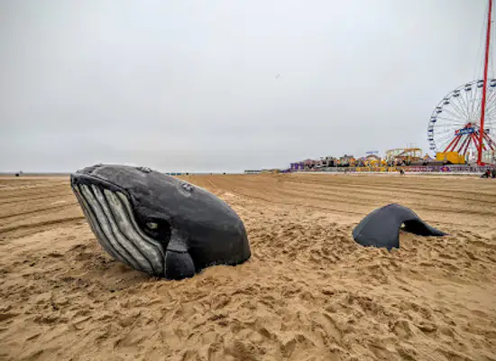 maryland/ocean-city-beach/attraction/whale-sculpture