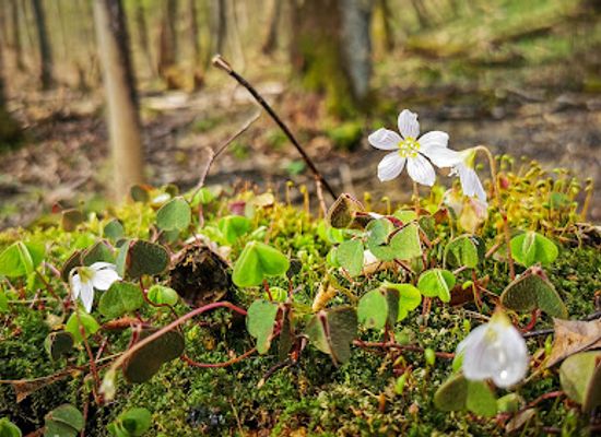 hungary/miskolc/attraction/flora-forras