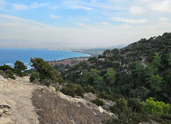 cyprus/akamas-peninsula-national-park/attraction/aphrodite-s-adonis-oak