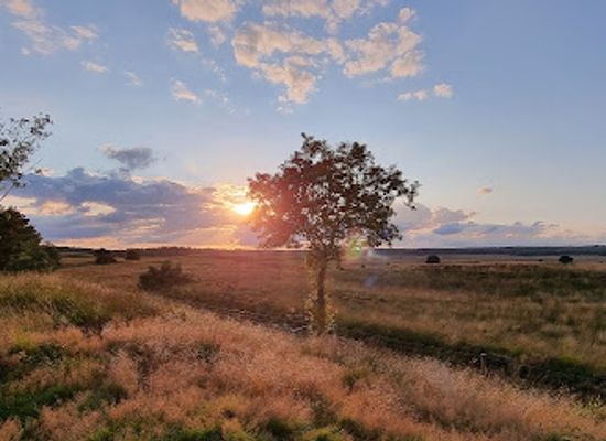 netherlands/veluwe/attraction/asselsche-heide