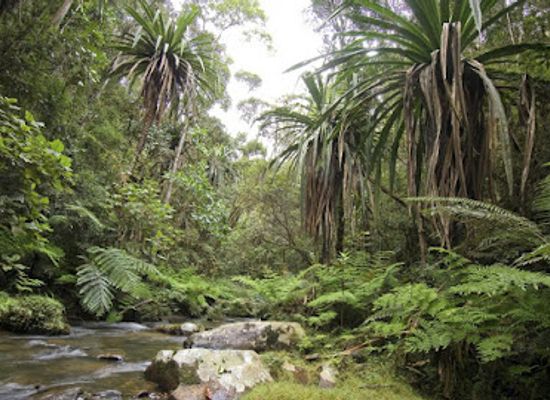 madagascar/ranomafana-national-park/attraction/zahamena-national-park