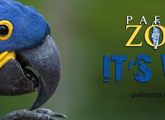 cyprus/pissouri/attraction/pafos-zoo