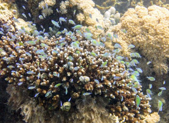 egypt/marsa-alam/attraction/shaab-el-nabaa-om-halhala