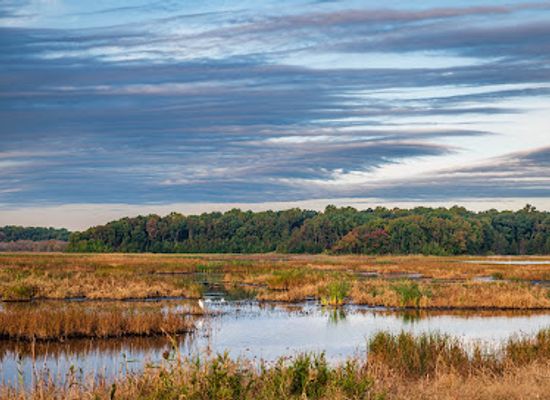delaware/cape-henlopen-state-park/attraction/bombay-hook-national-wildlife-refuge