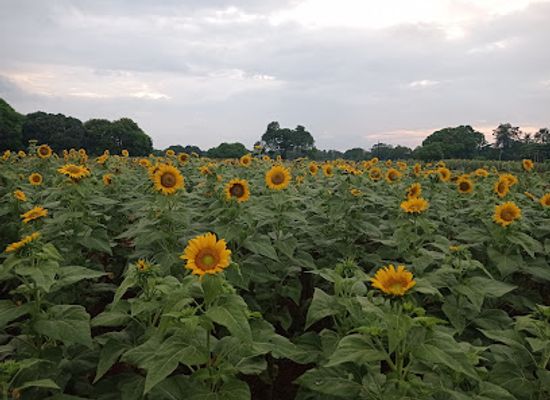 philippines/mindanao/attraction/sunflower-farm
