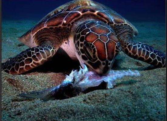 puerto-rico/west-region/attraction/rincon-diving-snorkeling