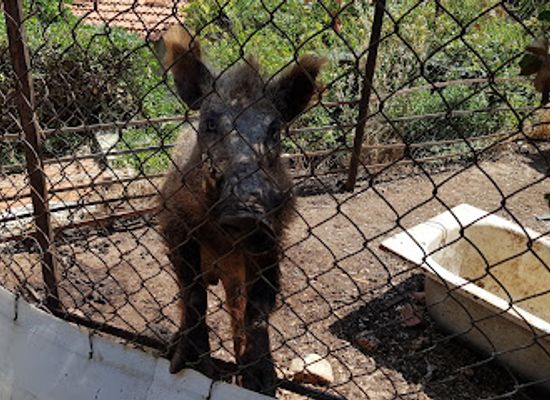 lebanon/aley/attraction/animal-encounter-wildlife-conservation-center