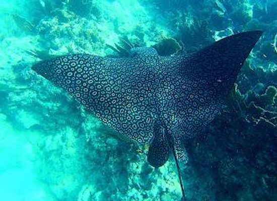 florida/key-west/attraction/florida-keys-national-marine-sanctuary