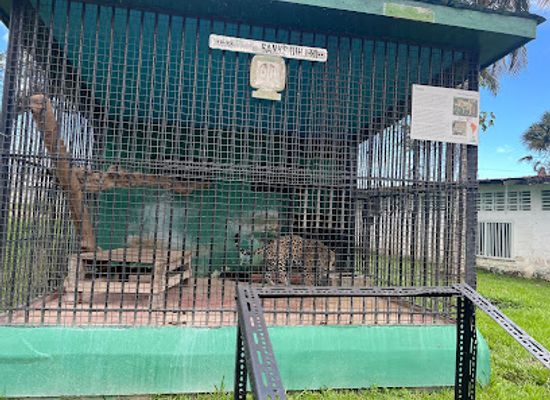 guyana/essequibo-islands-west-demerara/attraction/guyana-zoo