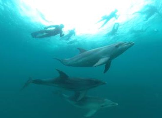 australia/mornington-peninsula/attraction/sea-all-dolphin-swims
