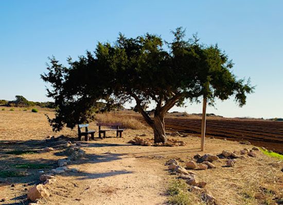 cyprus/ayia-napa/attraction/tree-of-lovers
