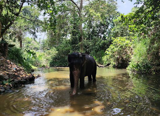 sri-lanka/kegalle-district/attraction/millennium-elephant-foundation