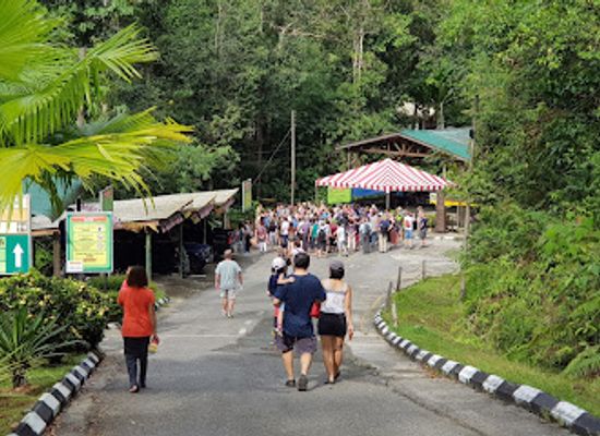 malaysia/borneo/attraction/semenggoh-nature-reserve