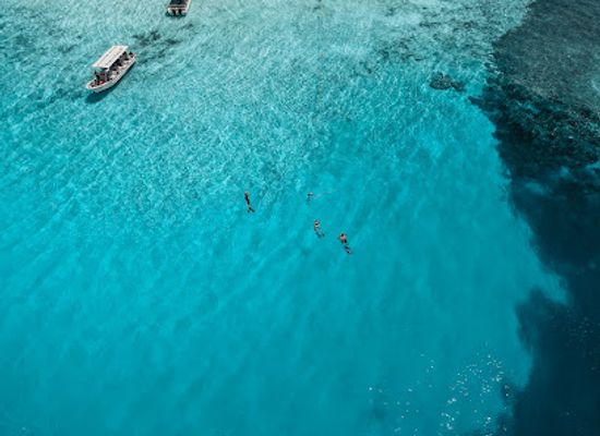 palau/ngeruangel/attraction/shark-city