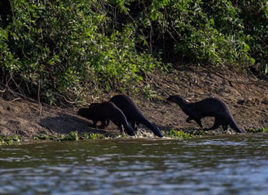 paraguay/northern-paraguay/attraction/pantanal-paraguayo