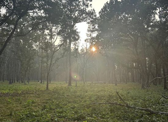 nepal/chitwan-national-park/attraction/chitwan-national-park-sauraha