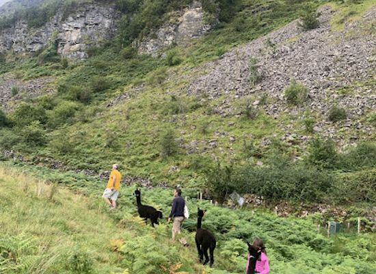 ireland/county-leitrim/attraction/glencar-alpacas
