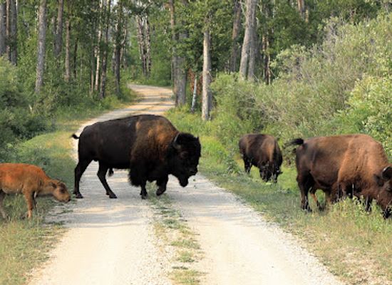 canada/western-manitoba/attraction/lake-audy-bison-enclosure