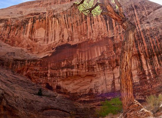 utah/torrey/attraction/halls-creek-narrows