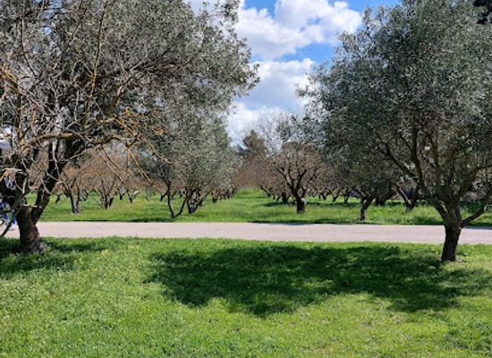 greece/attica/attraction/syggrou-grove