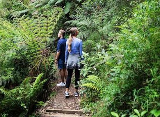australia/the-twelve-apostles/attraction/melba-gully