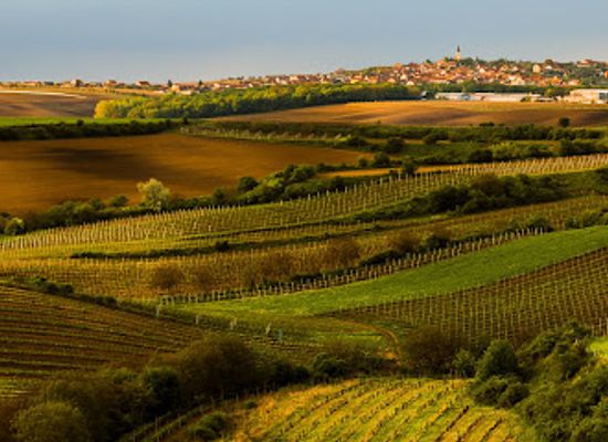 czechia/palava/attraction/hradistek