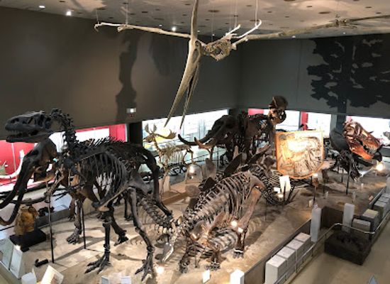 japan/kinki-kansai/attraction/osaka-museum-of-natural-history