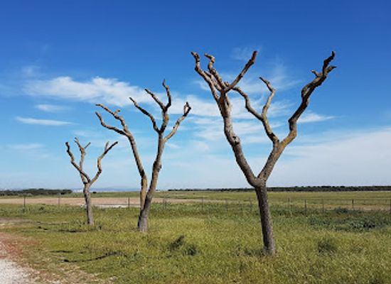 portugal/ribatejo/attraction/tagus-estuary-nature-reserve