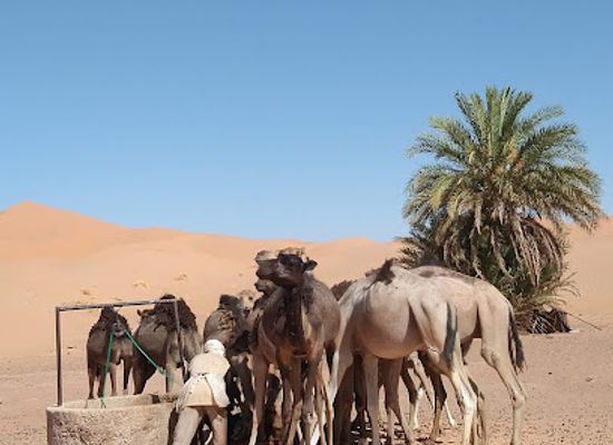 morocco/sahara-desert/attraction/get-your-tour-guid-in-ouzina-desert