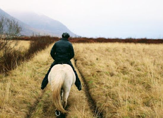 iceland/northeastern-region/attraction/tvistur-horse-rental