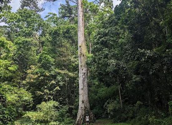 saint-lucia/rodney-bay/attraction/montravail-forest