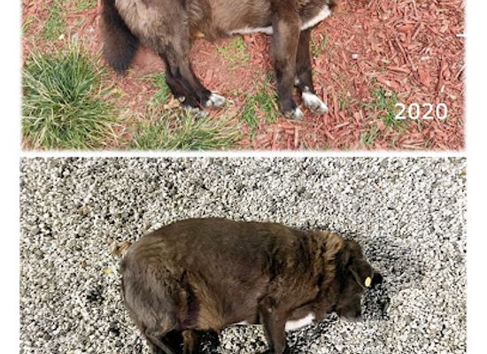 georgia/shida-kartli/attraction/brown-dog-bacho